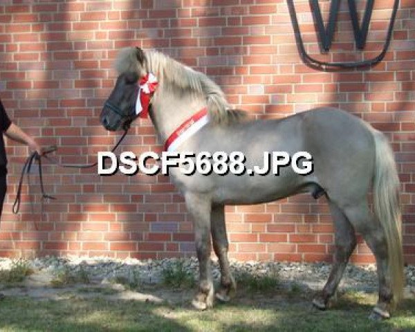 stallion Gari vom Waldhof 69 ISL (Iceland Horse, 2004, from Gilling vom Waldhof)