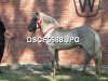 stallion Gari vom Waldhof 69 ISL (Iceland Horse, 2004, from Gilling vom Waldhof)