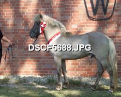 stallion Gari vom Waldhof 69 ISL (Iceland Horse, 2004, from Gilling vom Waldhof)