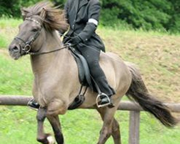 horse Gimli vom Stoertal (Iceland Horse, 2004, from Kolskeggur frá Ásmundarstöðum)