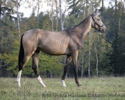 stallion Drago (Akhal-Teke, 2007, from Oglan)