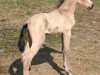 jumper Beyonce (Akhal-Teke, 2006)