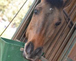 Pferd Salmi Caramel (Deutsches Reitpony, 2003, von Saturn)