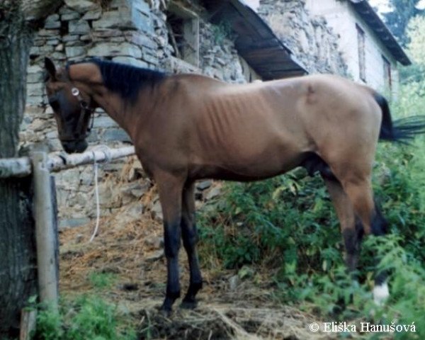 stallion Anis (Akhal-Teke, 1992, from Serasker)