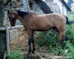 Deckhengst Anis (Achal Tekkiner, 1992, von Serasker)