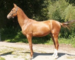 horse Albion (Akhal-Teke, 2007, from Altair)