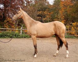 horse Shadyan (Akhal-Teke, 2007, from Mingam)