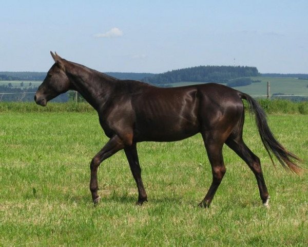 horse Sadalbari (Akhal-Teke, 2011, from Samurai)