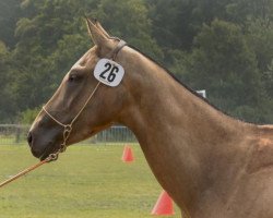 stallion Prett (Akhal-Teke, 2006, from Polotlize)