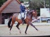 dressage horse Paddy (German Riding Pony, 2002, from Pernod)