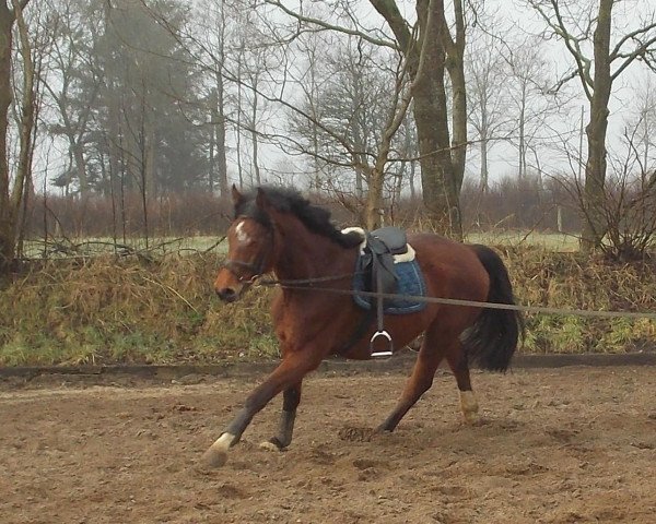 Springpferd Ceron (Holsteiner, 2009, von Canto)