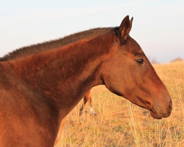 horse Persida (Akhal-Teke, 2007, from Polotlize)