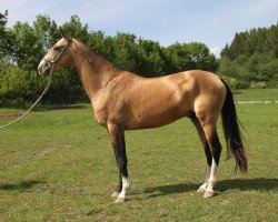 stallion Patysh (Akhal-Teke, 2009, from Djasman)