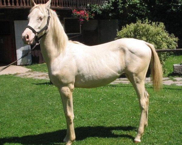 stallion Kazbek (Akhal-Teke, 2003, from Polotlize)