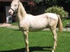 stallion Kazbek (Akhal-Teke, 2003, from Polotlize)