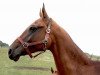 broodmare Chiva Tarki (Akhal-Teke, 2002, from Chadj)