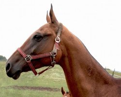 broodmare Chiva Tarki (Akhal-Teke, 2002, from Chadj)