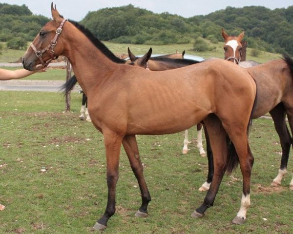 Zuchtstute Khiria (Achal Tekkiner, 2008, von Djasman)