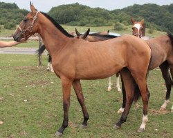 broodmare Khiria (Akhal-Teke, 2008, from Djasman)