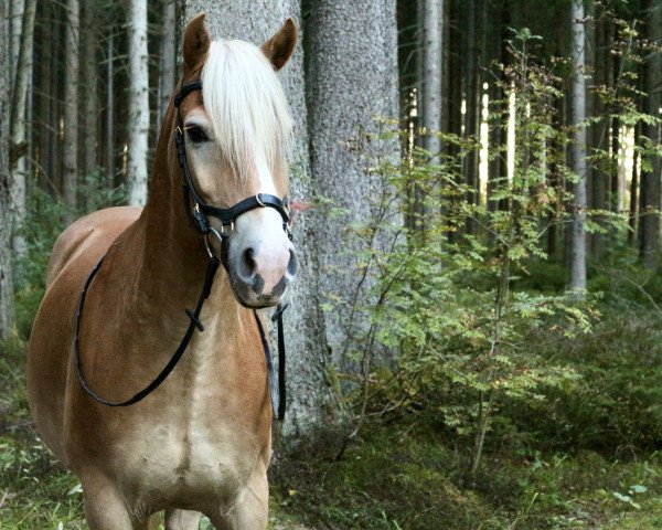 horse Nino B (Haflinger, 2004, from Nekoma B (2,34% ox))