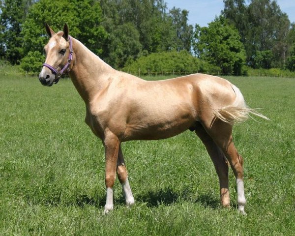 horse Gyl (Akhal-Teke, 2008, from Gumon)