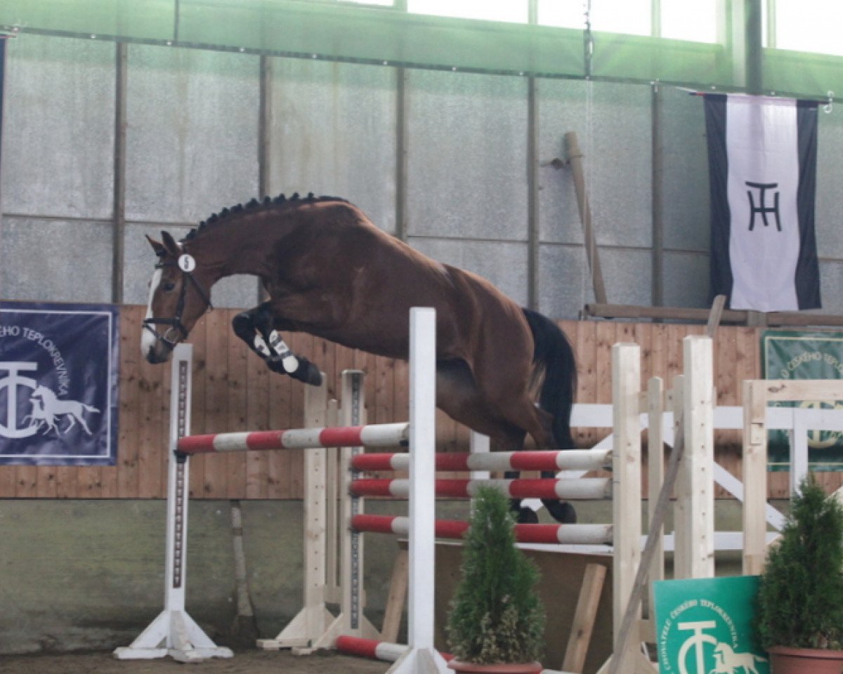 horse Colata M (Czech Warmblood, 2011, from Colato R)