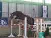 horse Colata M (Czech Warmblood, 2011, from Colato R)