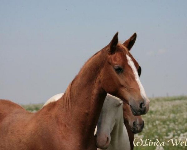 horse Gaspar (Akhal-Teke, 2010, from Gumon)