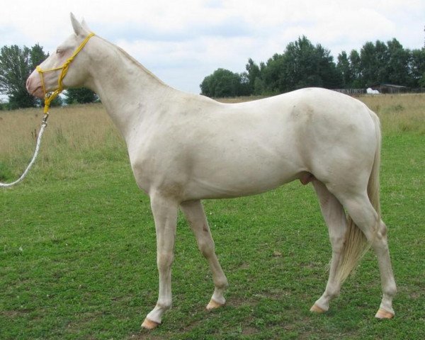 horse Galadaw (Akhal-Teke, 2009, from Germes)