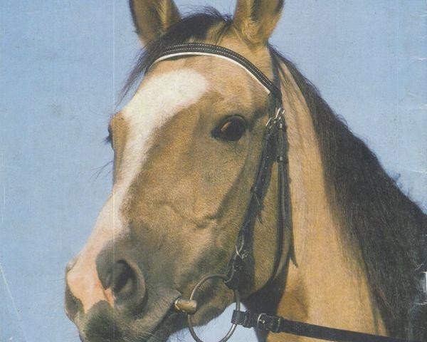 stallion Feniks (Akhal-Teke, 1984, from Garem 11)