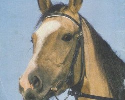 stallion Feniks (Akhal-Teke, 1984, from Garem 11)