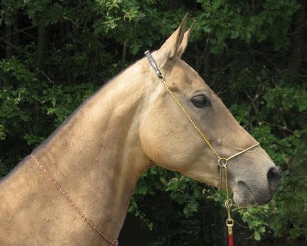 Zuchtstute Durana (Achal Tekkiner, 2000, von Elbek 40)