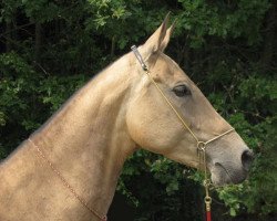 broodmare Durana (Akhal-Teke, 2000, from Elbek 40)