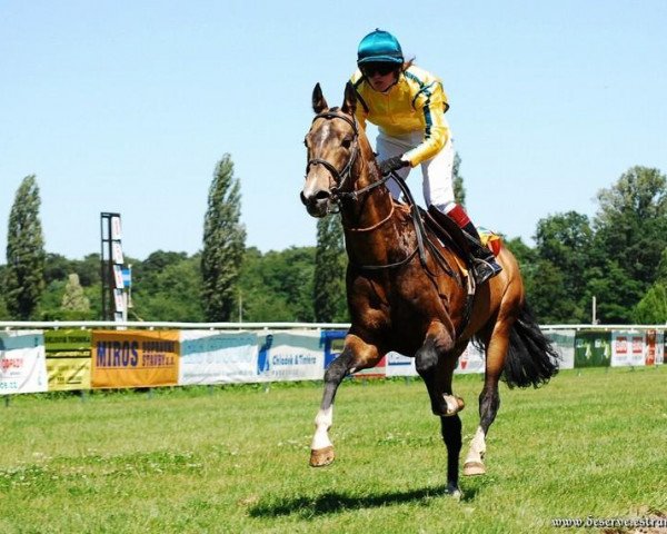 Deckhengst Dubler (Achal Tekkiner, 2003, von Ekemen)