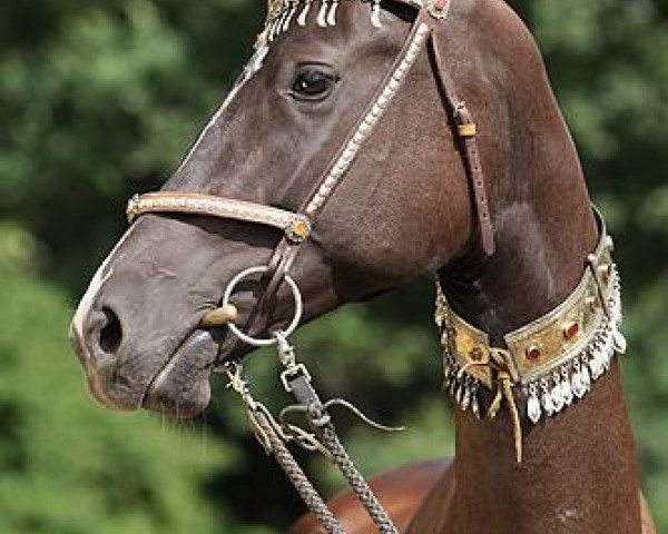 horse Dogulmak (Akhal-Teke, 2007, from Damask)