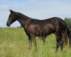 horse Djady Djan (Akhal-Teke, 2007, from Samurai)