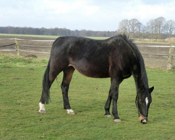 Zuchtstute Golden Wichita (Hannoveraner, 1992, von Gloster)