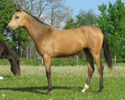 horse Darakhshan (Akhal-Teke, 2010, from Gumon)