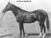 stallion Kizil (Akhal-Teke, 1930, from Everdi Teleke)