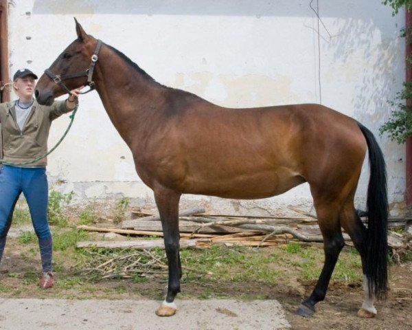 Zuchtstute Azira (Achal Tekkiner, 1998, von Garut-10)