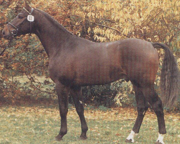 horse Rex Gotthard (Hanoverian, 1987, from Raphael)