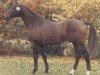 horse Rex Gotthard (Hanoverian, 1987, from Raphael)