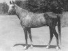 stallion Kelte (Akhal-Teke, 1985, from Enysh)