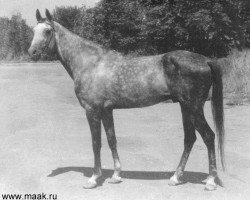 stallion Kelte (Akhal-Teke, 1985, from Enysh)