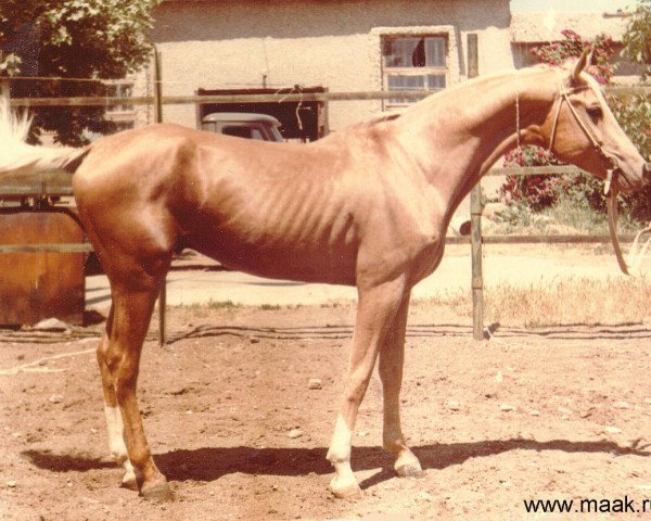 Deckhengst Salam (Achal Tekkiner, 1987, von Sumbar)