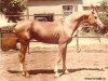 stallion Salam (Akhal-Teke, 1987, from Sumbar)