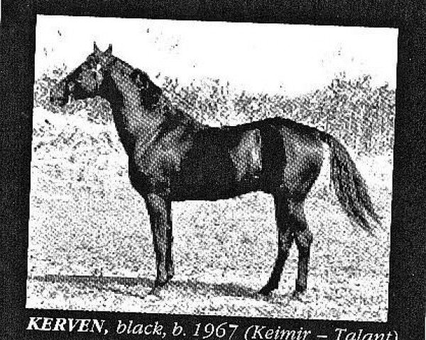 stallion Kerven (Akhal-Teke, 1967, from Kejmir)