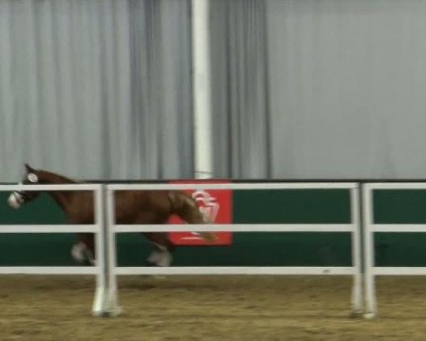 Westfälisches Freispring-Finale Handorf 2012
Mittwoch, den 11.04.2012
Reitponys
3.Abteilung Stuten, Hengste und Wallache
