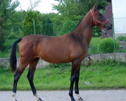 horse Asnak (Akhal-Teke, 2012, from Kayan)