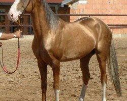 stallion Ashbad (Akhal-Teke, 1998, from Lakmus)